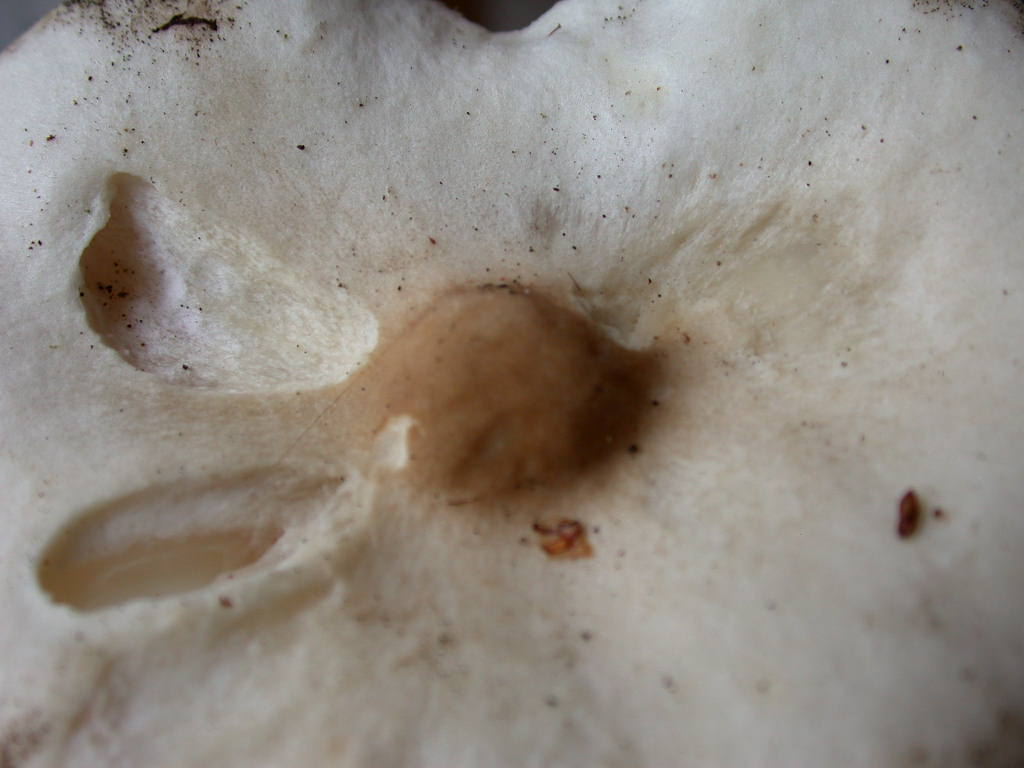 Ti mancava il ... QUIZ !!!